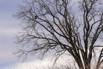 Fototapeta na wymiar Bald eagle in tree