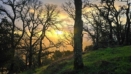 Fototapeta na wymiar sunset in the woods