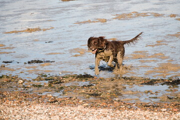dog running in the mud on the beach, during low tide
