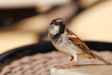 Gorrión macho (Passer domesticus) con mirada altiva en busca de pareja, España
