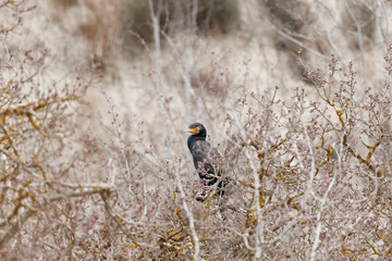 Cormoran grande, Phalacrocorax carbo, bloqueado por ramas en la copa de arbol en invierno, Alqueria de Aznar, Espa&ntilde;a