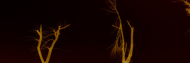 sad landscape of trees and shapes surrounded by fog