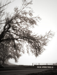 sad landscape of trees and shapes surrounded by fog