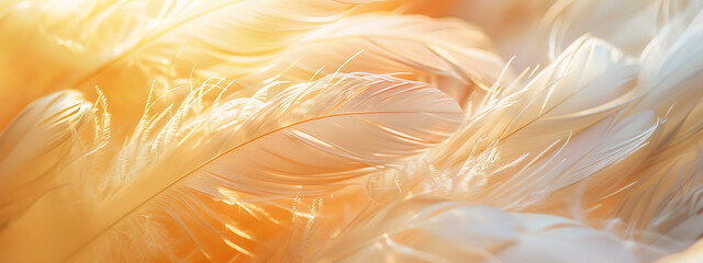 soft white feathers in the sunlight background in the