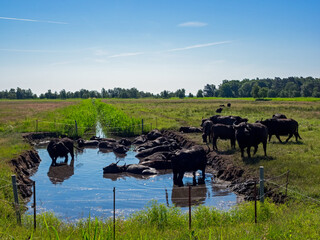 Eine Herde Wasserbüffel badet in einem Teich auf einer Weide in Mecklenburg-Vorpommern, Deutschland