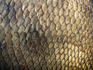 Die Struktur der Schuppen eines Fisches (Brassen) als Hintergrund