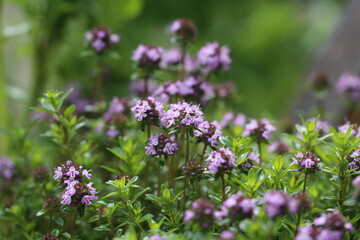 I love thyme. These small fragrant flowers. In fact, this thyme grows in a pot near the house.