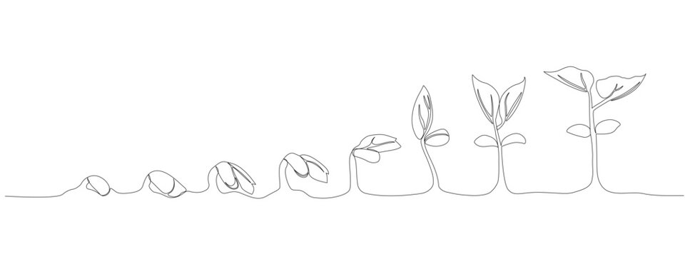Continuous single line drawing infographic about planting and growth stage of a plant . Seeds sprouting in the ground. Icons Sprouts, plants, trees are growing . Single line vector illustration