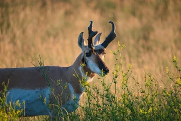 Fotobehang antelope in the wild © Gary