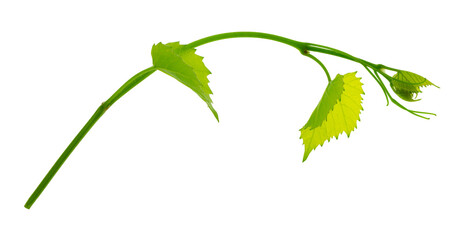 Grape branch . Vine with green fresh leaves and tendrils. Grapevine. on transparent, png. green leaf close-up