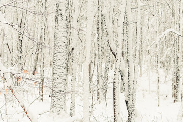 Obraz premium Snow covered tree trunks