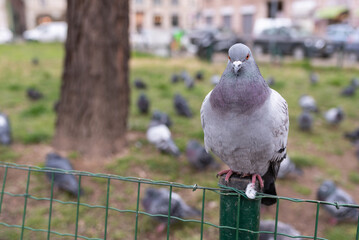 Park full of pigeons in the city
