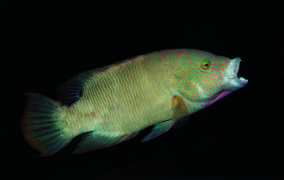Tripletail Maori Wrasse (Cheilinus trilobatus)