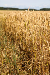 Wheat field ready to cut on a sunny day. Productivity and harvest concept.