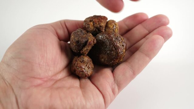A man holds lumps of propolis in his palms. Propolis for medical procedures.