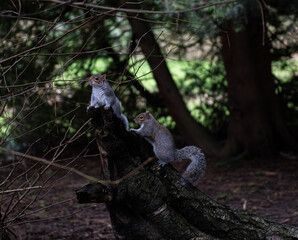 Fototapeta na wymiar squirrel in the wood forest