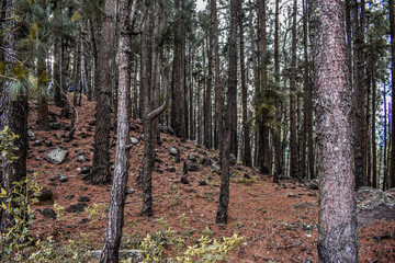 Obraz premium Pine tree forests in Devil's Staircase Road, Kalupahana, Sri Lanka.