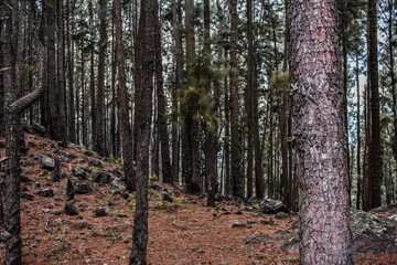 Obraz premium Pine tree forests in Devil's Staircase Road, Kalupahana, Sri Lanka.