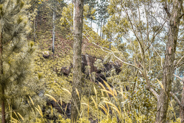 Pine tree forests in Devil's Staircase Road, Kalupahana, Sri Lanka.