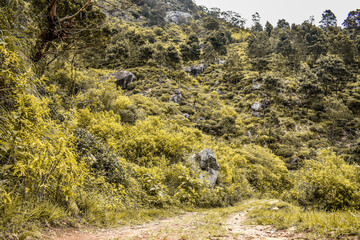 Mountain ranges in Devil's Staircase, Ohiya, Sri Lanka.