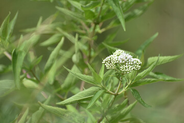 Ageratina havanensis flowers in Devil's Staircase Road, Kalupahana, Sri Lanka.
