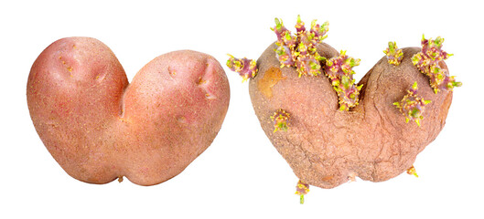 Heart-Shaped Potato: From Fresh to Sprouts