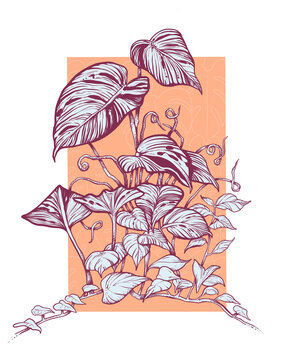Native plant of the Old World
