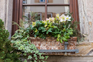 Blühende Christrose Helleborus niger mit Efeu in Terrakotta-Blumenkasten vor Sprossenfenster mit Spiegelung eines Hausgiebels mit Fenstern und Fensterladen