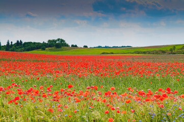 Poppy field landscape