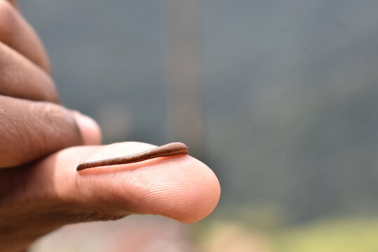 A leech on a hand in Devil's Staircase Road, Kalupahana, Sri Lanka.