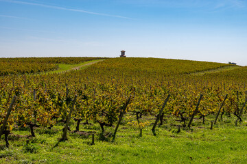 Vineyards in Saint Estephe village with rows of red Cabernet Sauvignon grape variety of Haut-Medoc...