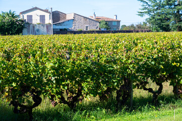 Fototapeta na wymiar Old wine domain on Sauternes vineyards in Barsac village affected by Botrytis cinerea noble rot, making of sweet dessert Sauternes wines in Bordeaux, France