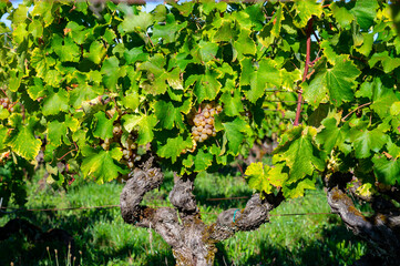 Ripe ready to harvest Semillon white grape on Sauternes vineyards in Barsac village affected by...