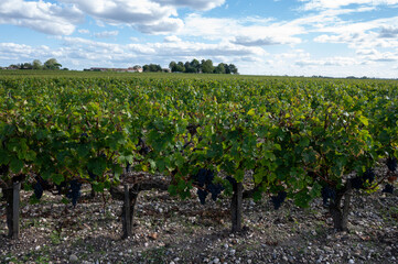 Green vineyards with rows of red Cabernet Sauvignon grape variety of Haut-Medoc vineyards in...