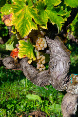 Ripe ready to harvest Semillon white grape on Sauternes vineyards in Barsac village affected by Botrytis cinerea noble rot, making of sweet dessert Sauternes wines in Bordeaux, France