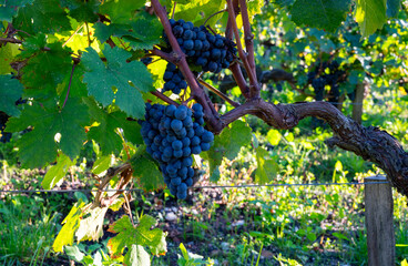 Green vineyards with rows of red Cabernet Sauvignon grape variety of Haut-Medoc vineyards in...