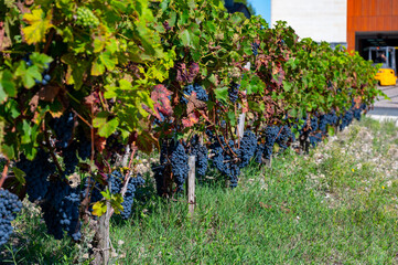 Vineyards in Pauillac village, harvesting works, Haut-Medoc vineyards in Bordeaux, left bank of...