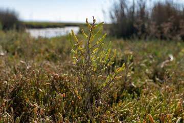 Salicornia succulent plant growing on salt marshes,  Arcachon Bay, Cap Ferret peninsula, France,...