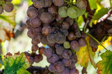 Ripe ready to harvest Semillon white grape on Sauternes vineyards in Barsac village affected by...