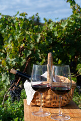 Tasting of Bordeaux blended red wine on green vineyards with rows of red Cabernet Sauvignon grape...