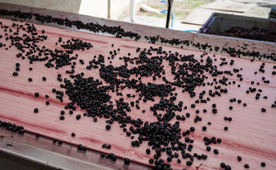 Harvest works in Pauillac, Haut-Medoc wine making region of Bordeaux, picking, sorting with hands,...