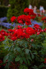 Bright red roses with green foliage.