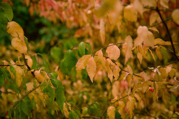 Autumn foliage in the forest. Background and texture.
