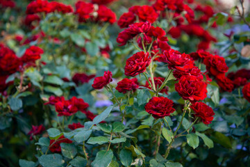 Bright red roses with green foliage.