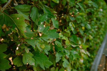 The green foliage of shrubs in summer. Background and texture. The plant is in close-up.