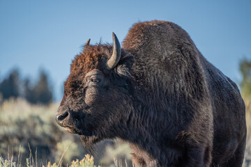 Close-up American Bison in Lamar Valley Yellowstone National Park, Wyoming