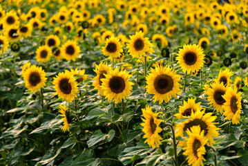 Sunflowers blooming in the fields in spring