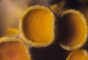 Yellow maritime sunburst lichen - Xanthoria parietina - background