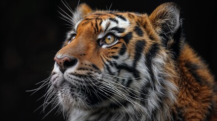 Naklejka premium Portrait of Splendor: The Regal Tiger's Gaze