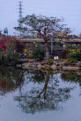 A tree on the lakeshore casts its reflection on the water's surface. Scenery of Cuntou Village, Hengli Town, Dongguan, China.